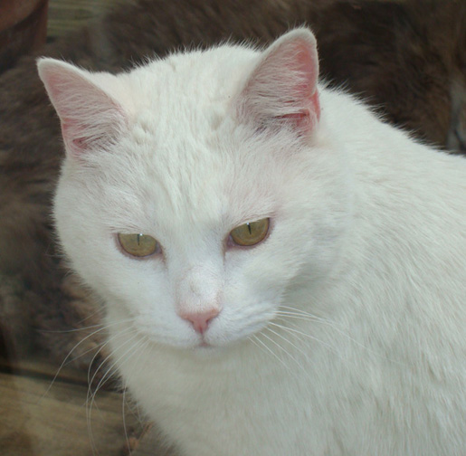 kumo